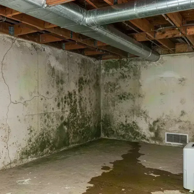 Professional Mold Removal in Wentzville, MO